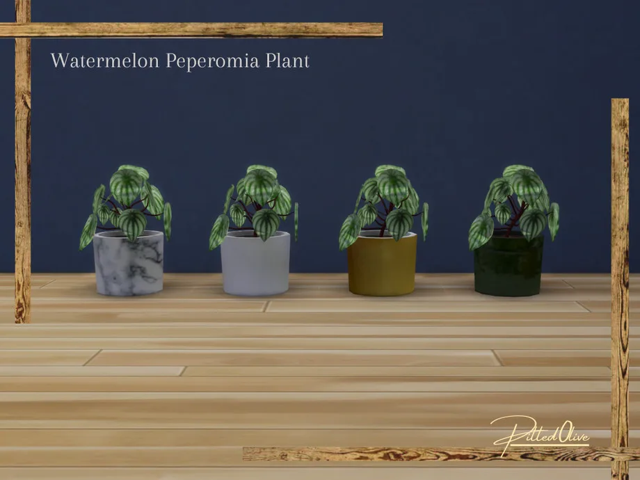 Four green plants with rubbery striped leaves and purple stems in modern pots. From left to right, they're grey marble, white ceramic, gold ceramic, green ceramic. There's a blue wall in the back and a wooden floor underneath. They're made by Pitted0live.